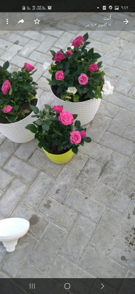زراعه وديكورات - 2