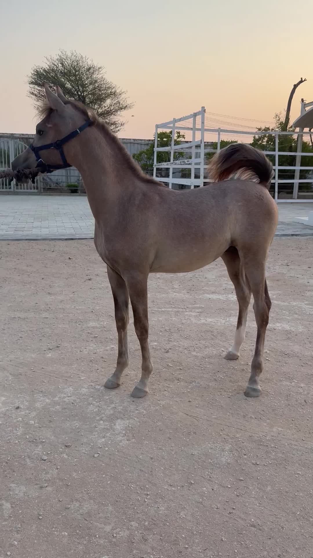 مهر عربي اصيل  - 1