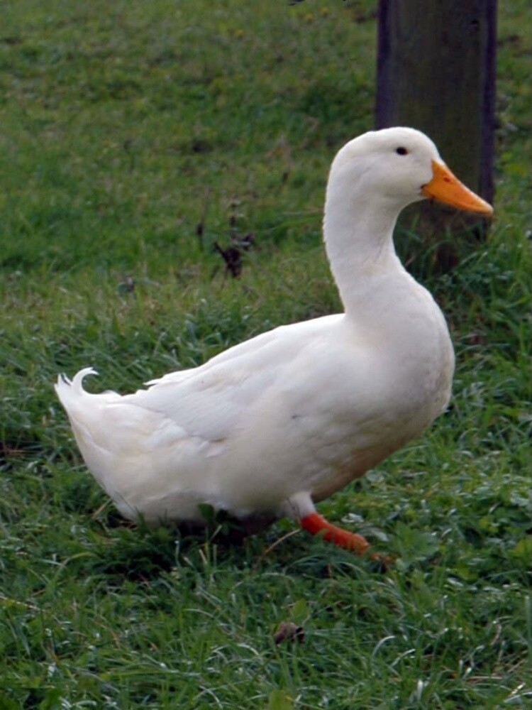 بط - 1