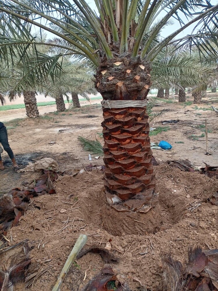 نخل مثمر - 12