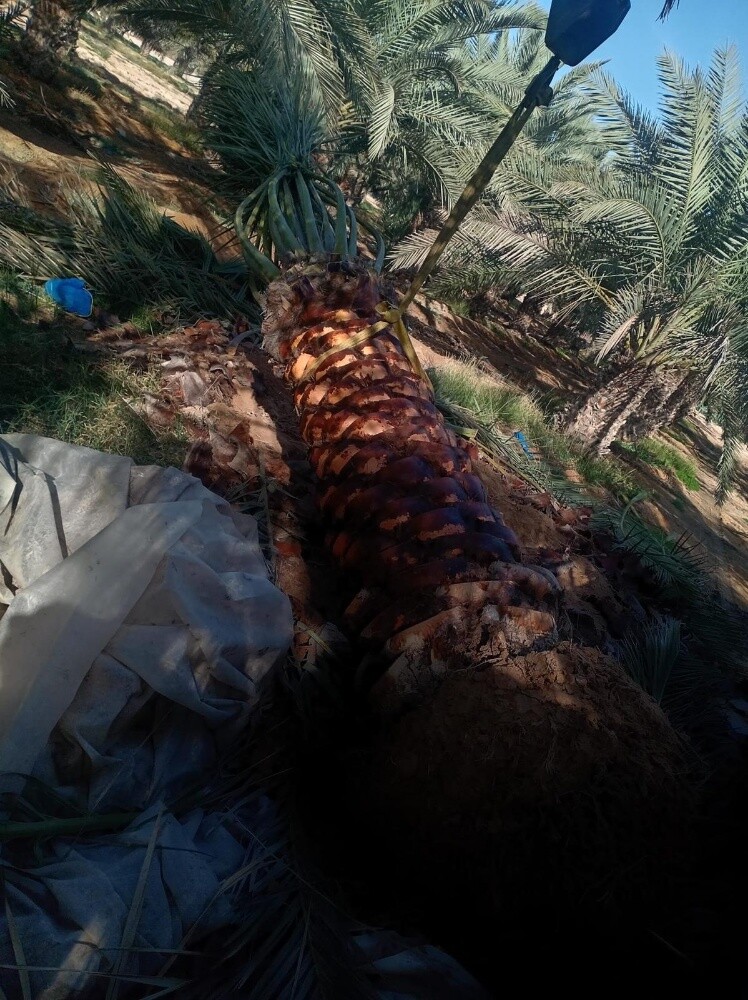 نخل مثمر - 9