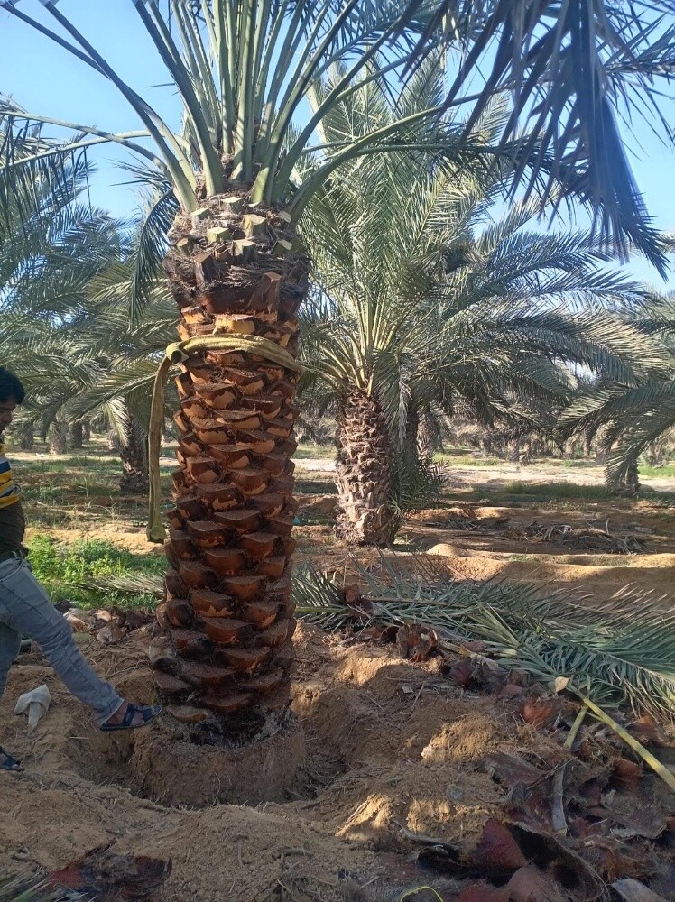 نخل مثمر - 8