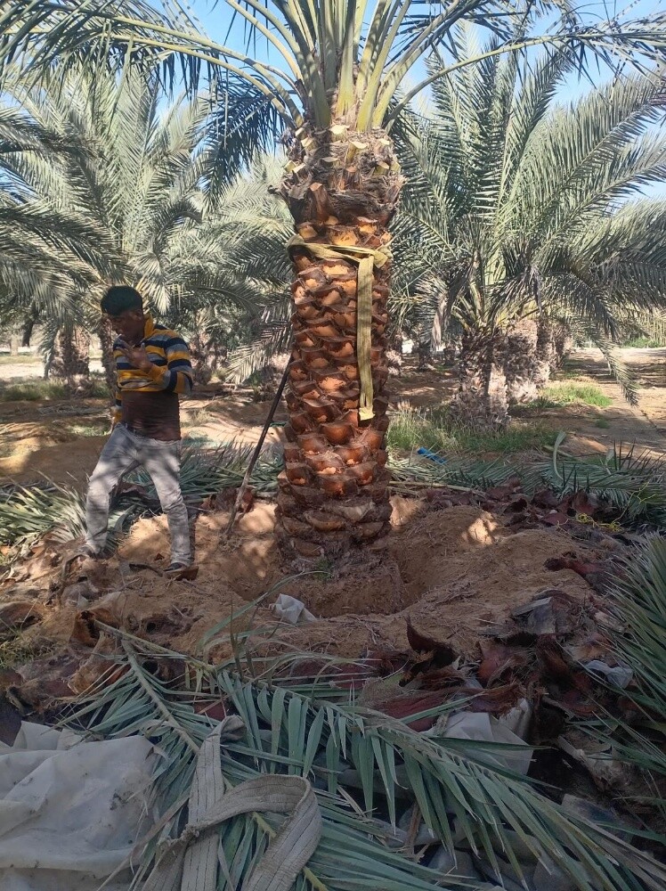 نخل مثمر - 11