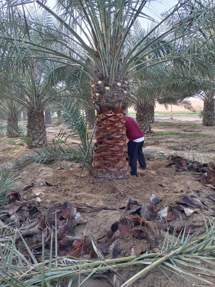 نخل مثمر - 13