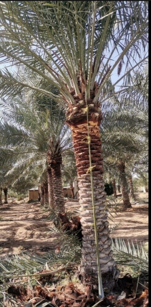 نخل مثمر - 7