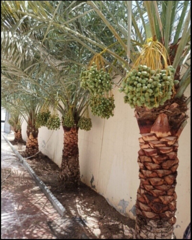 نخل مثمر - 4
