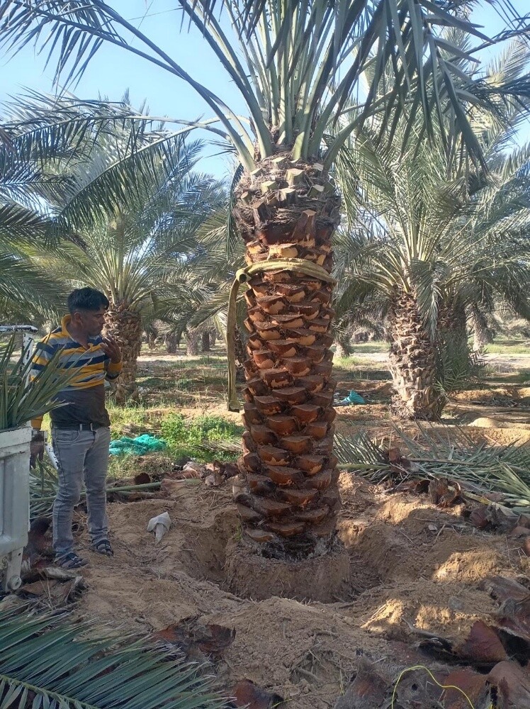 نخل مثمر - 10