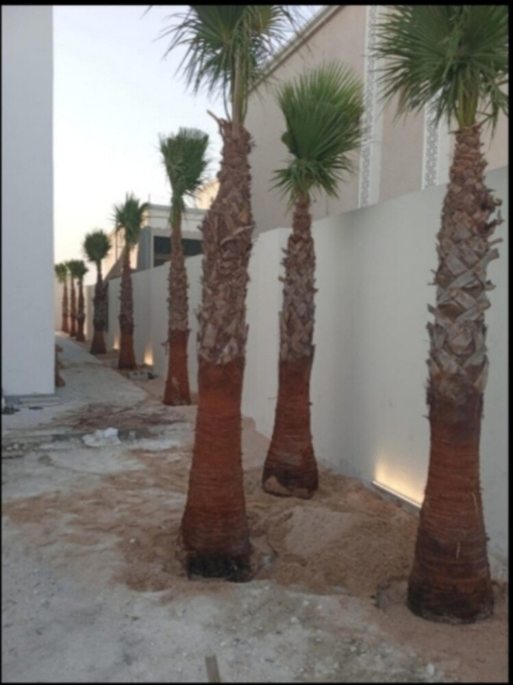 نخل وشنتونيا زينه - 2