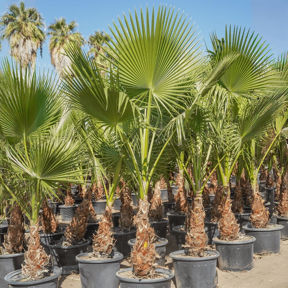 نخل وشنتونيا زينه - 6