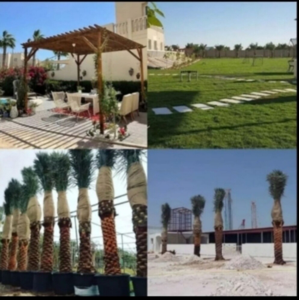 نخل مثمر - 4