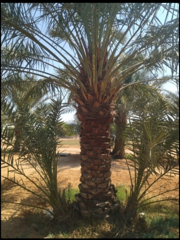 نخل مثمر - 8