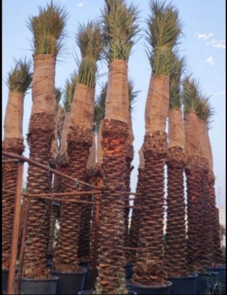 نخل مثمر - 6