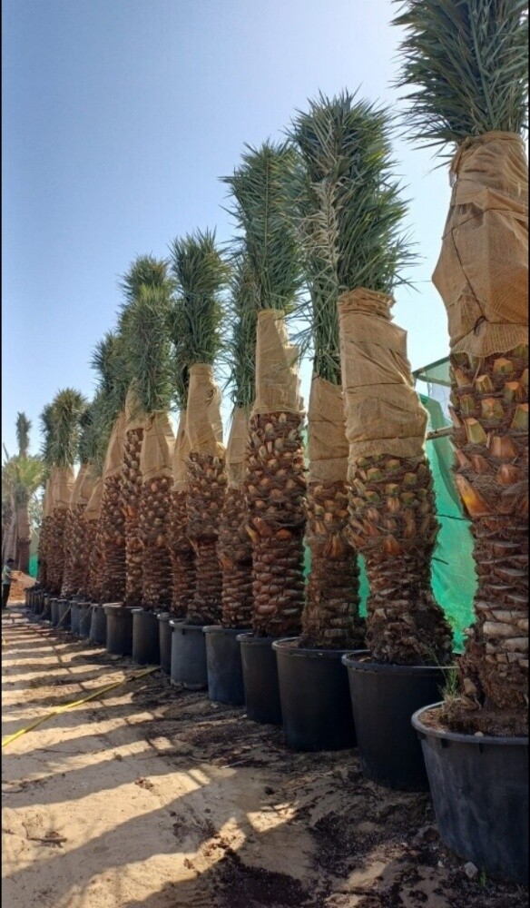 نخل مثمر - 3
