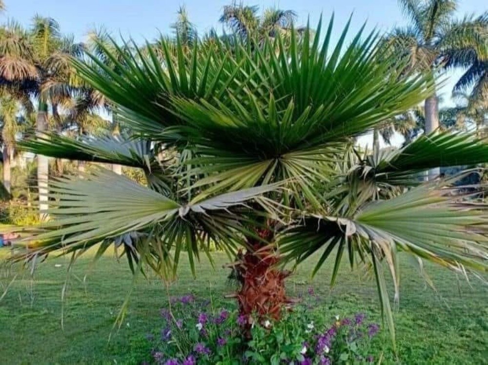 نخل وشنتونيا زينه - 7