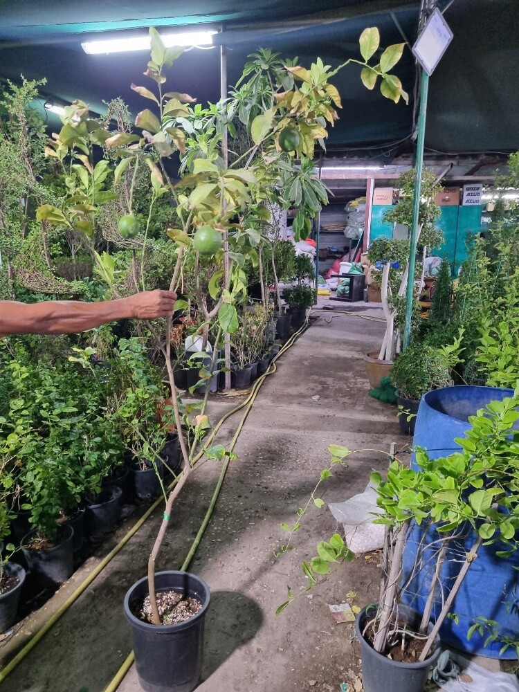 جميع الاشجار المثمرة - 4