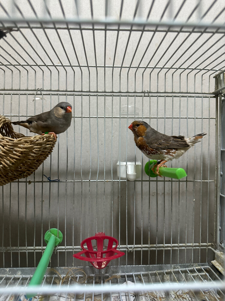 jumbo English pair - 1