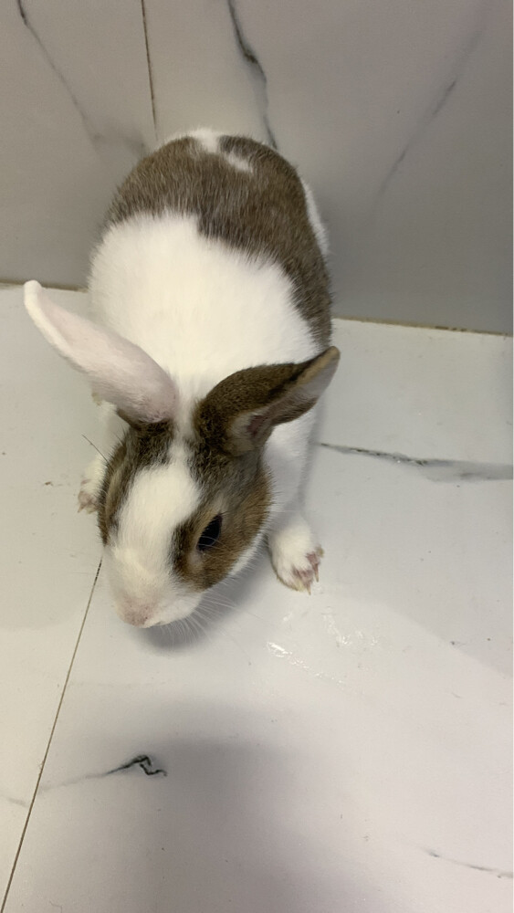 Rabit  - 3