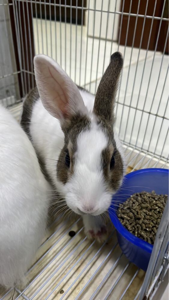 Rabit  - 4