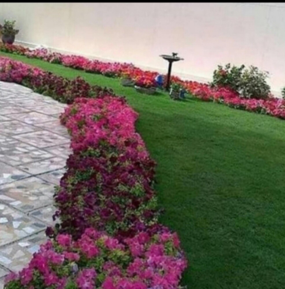 تنظيف الحدائق وترتيبها وقص الحشيش - 2