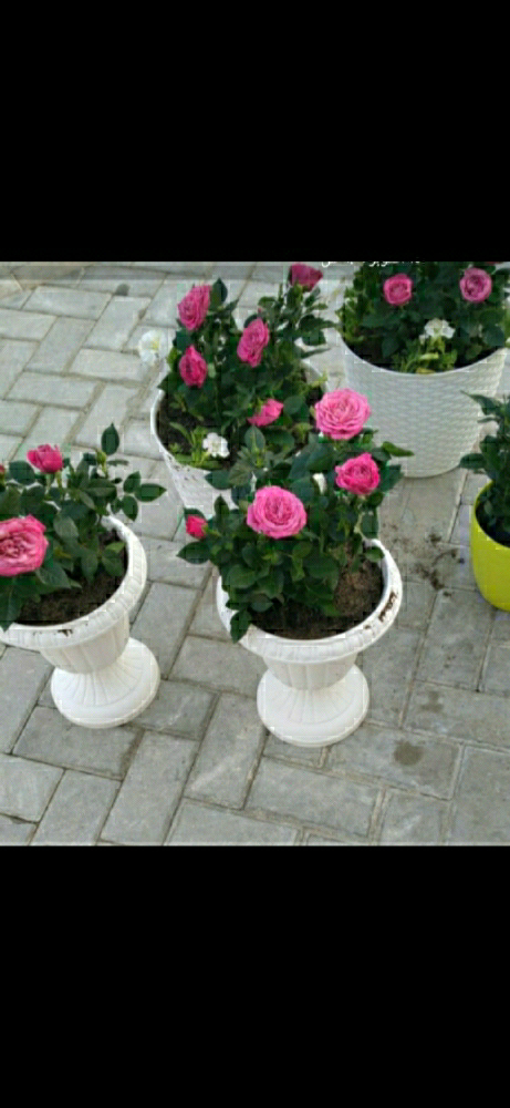 احواض زراعه - 1