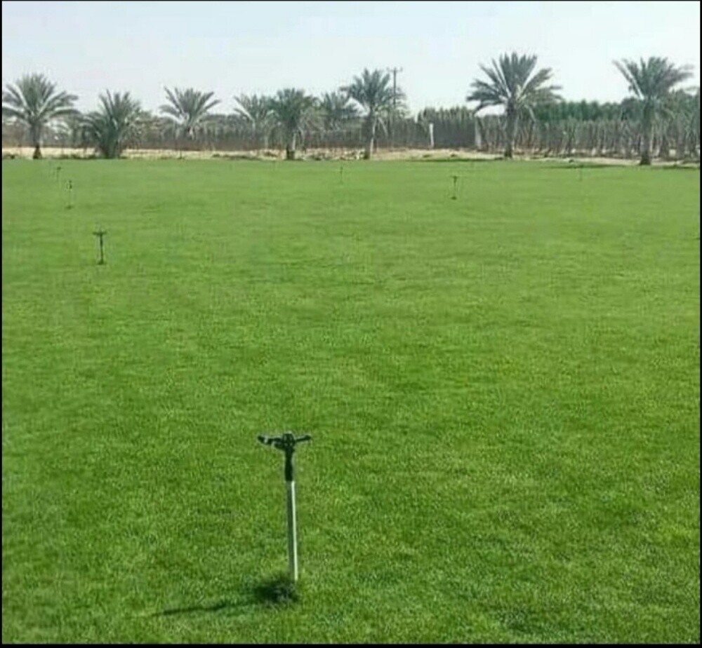 عشب طبيعي - 7