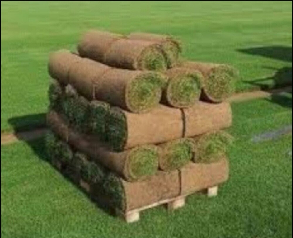 عشب طبيعي - 5