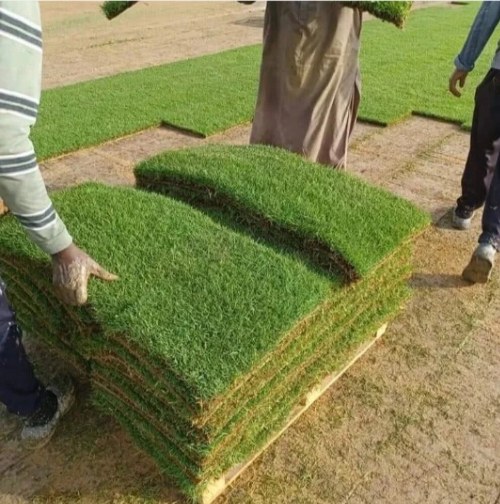عشب طبيعي - 10