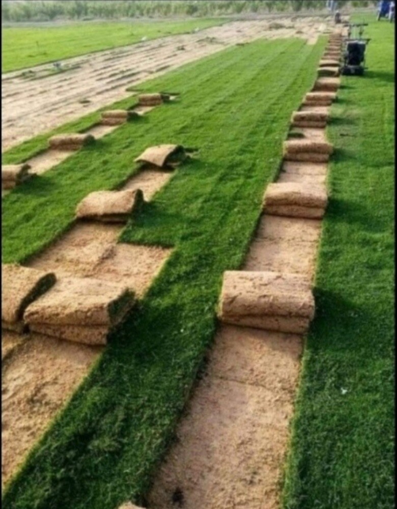 عشب طبيعي - 13