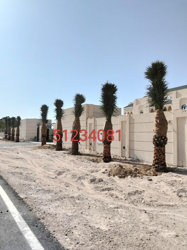نخل مثمر - 9