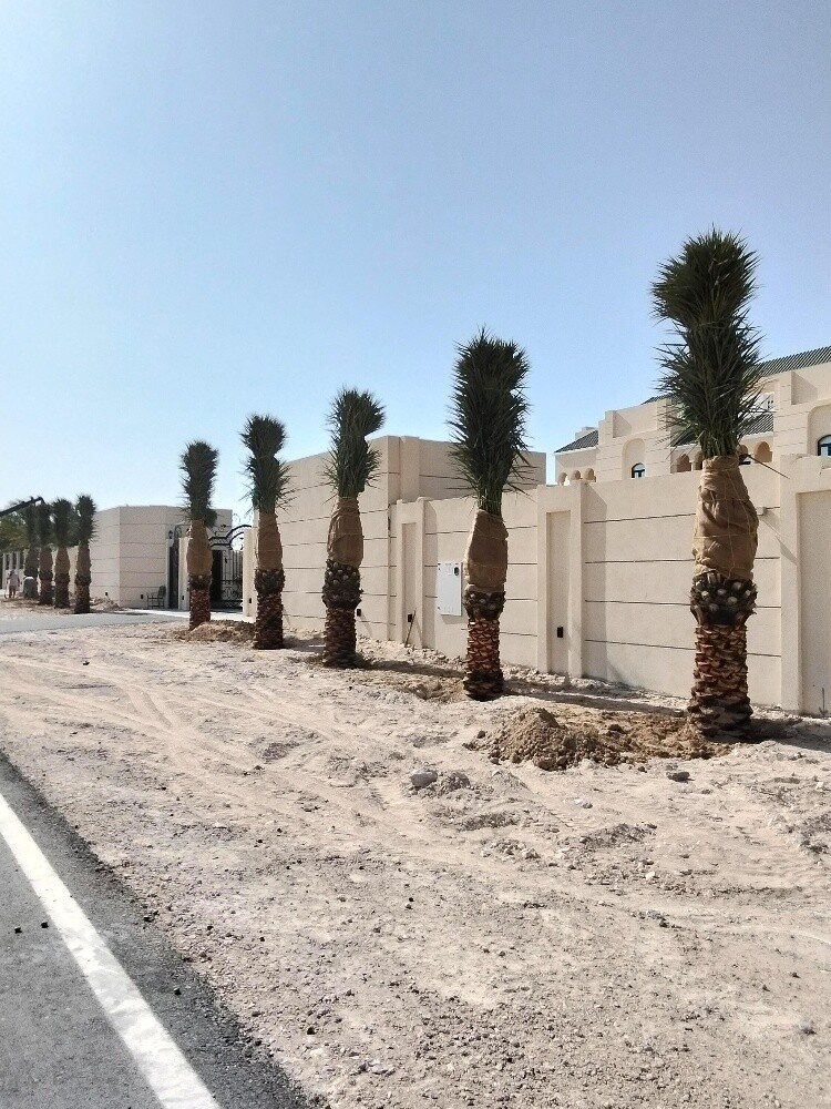 نخل مثمر - 12