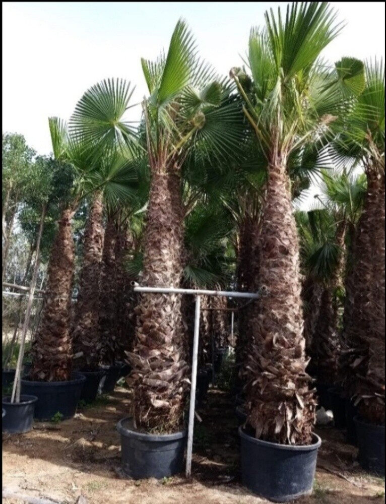 نخل وشنتونيا زينه - 4