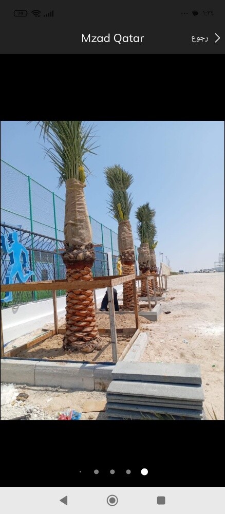 زراعه النخيل والزينه - 5
