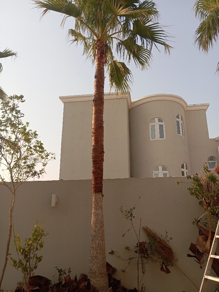 زراعه النخيل والزينه - 2