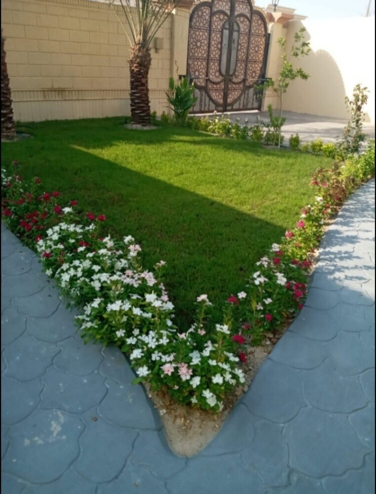 عشب طبيعي - 6