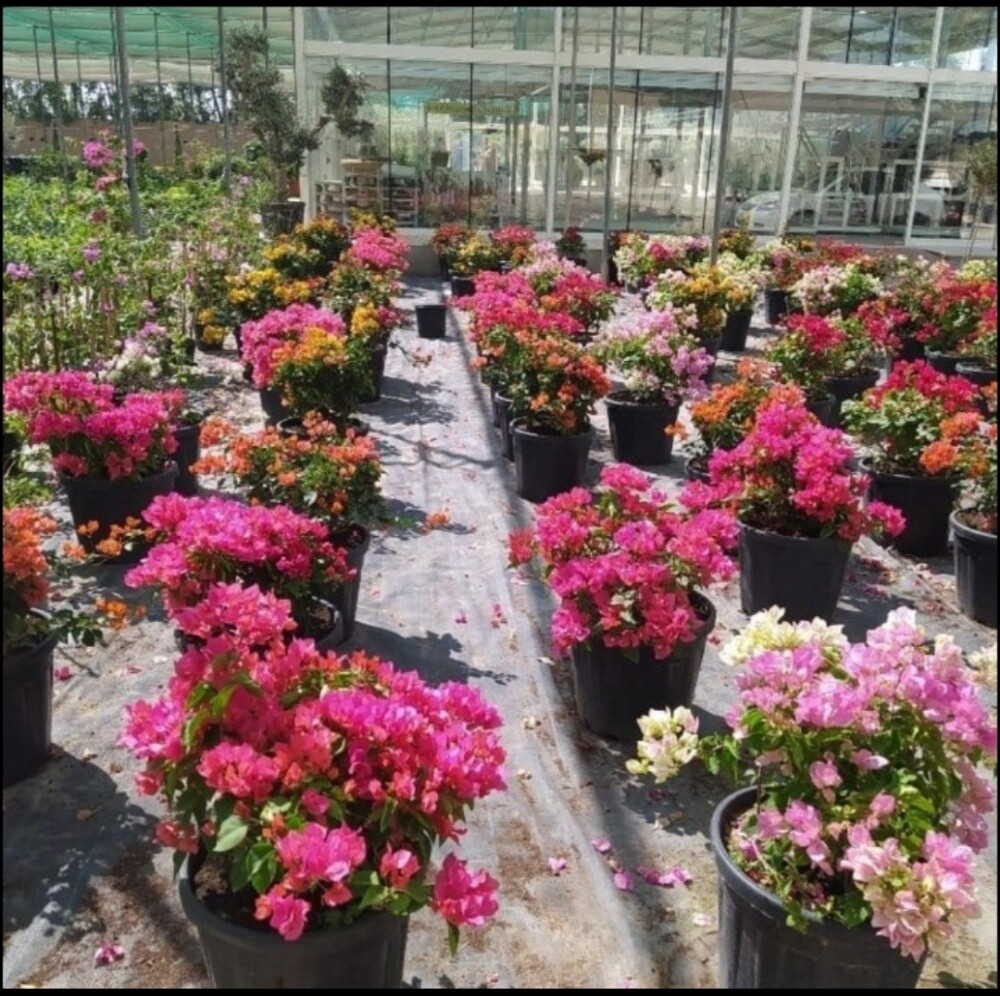 العنايه بالحديقة - 4
