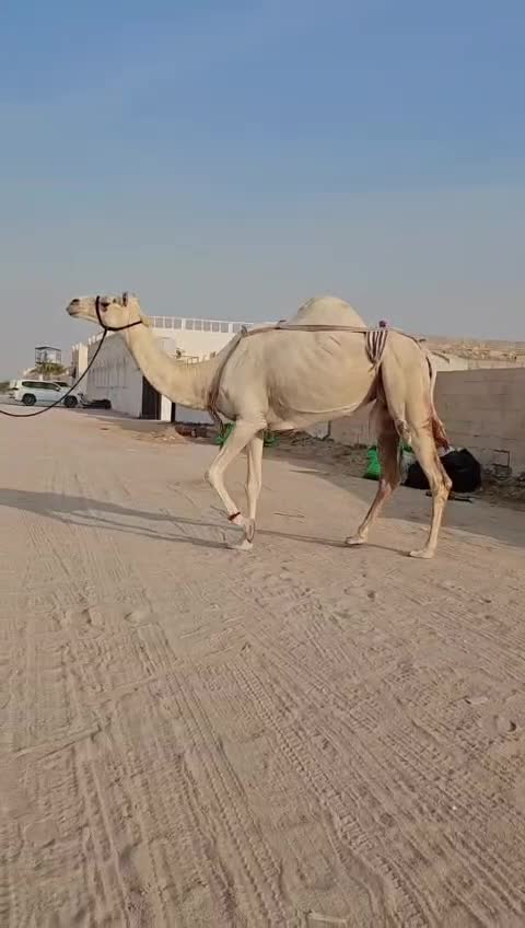 سودانيه معزوله حوار منها - 1