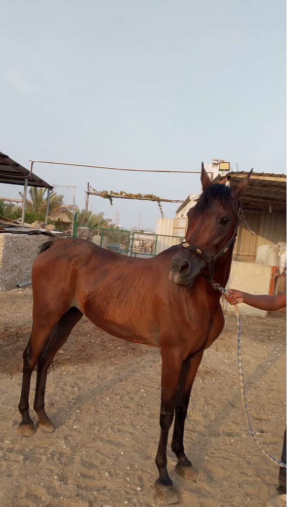 horses for sale  - 1