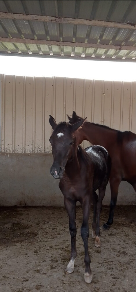 horses for sale  - 2