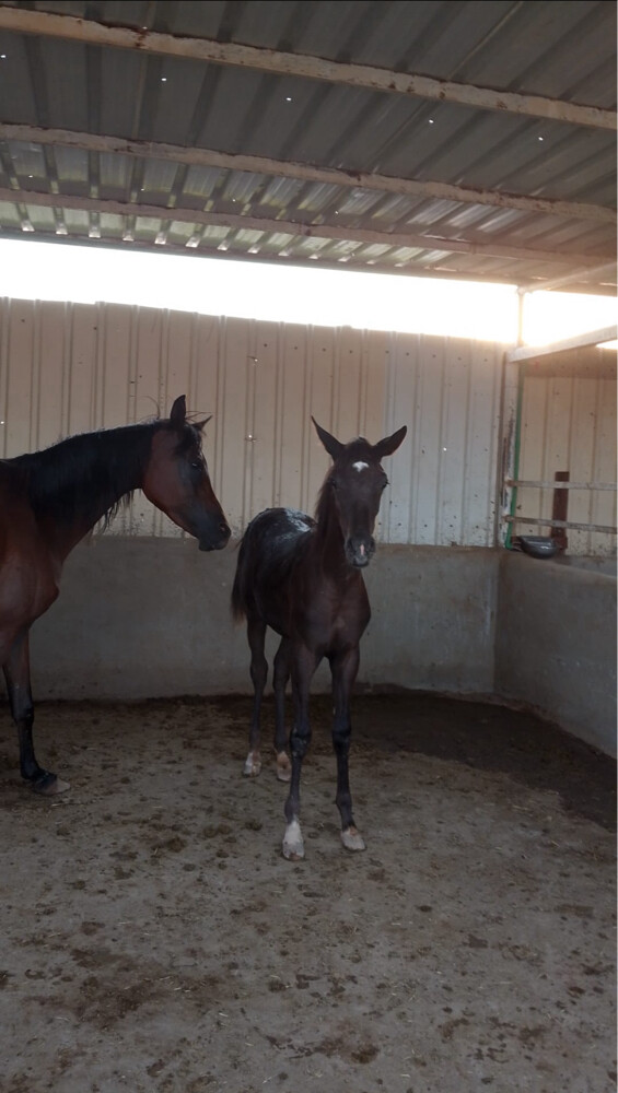 horses for sale  - 3
