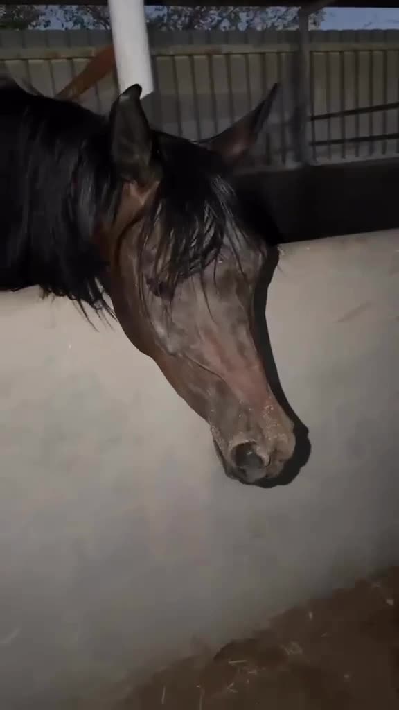 للبيع مهره - 2