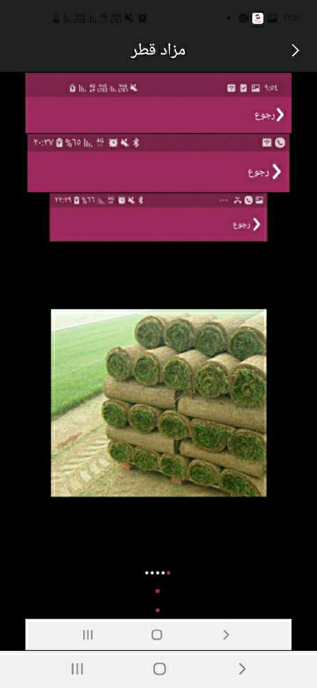 تنظيف النخيل والوشنطنيو - 10
