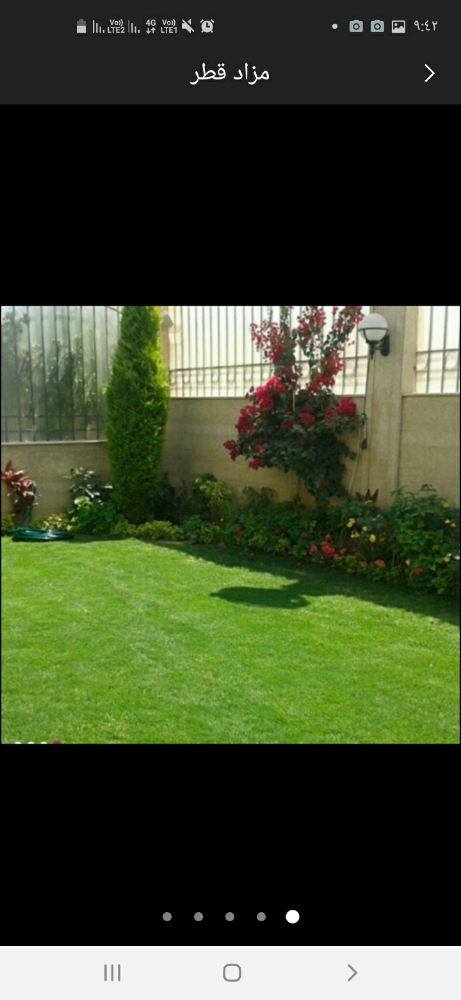 تنظيف النخيل والوشنطنيو - 4