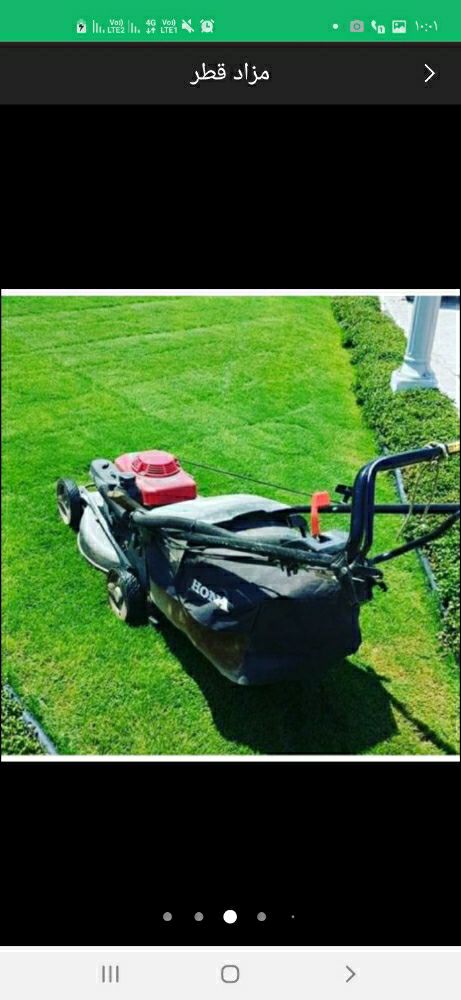 تنظيف النخيل والوشنطنيو - 11