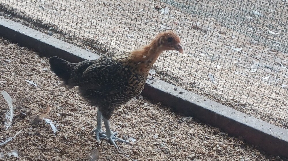 Desi baladee chicken for sale - 4