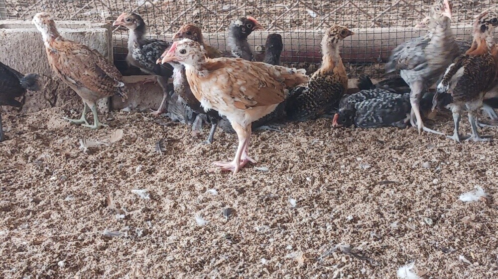 Desi baladee chicken for sale - 3