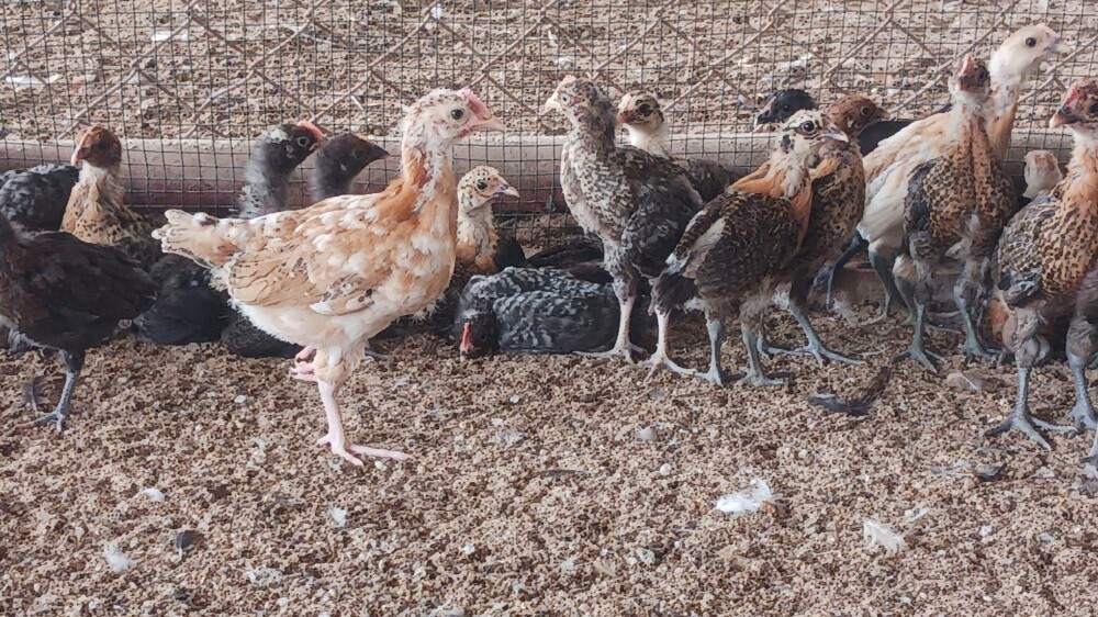 Desi baladee chicken for sale - 2