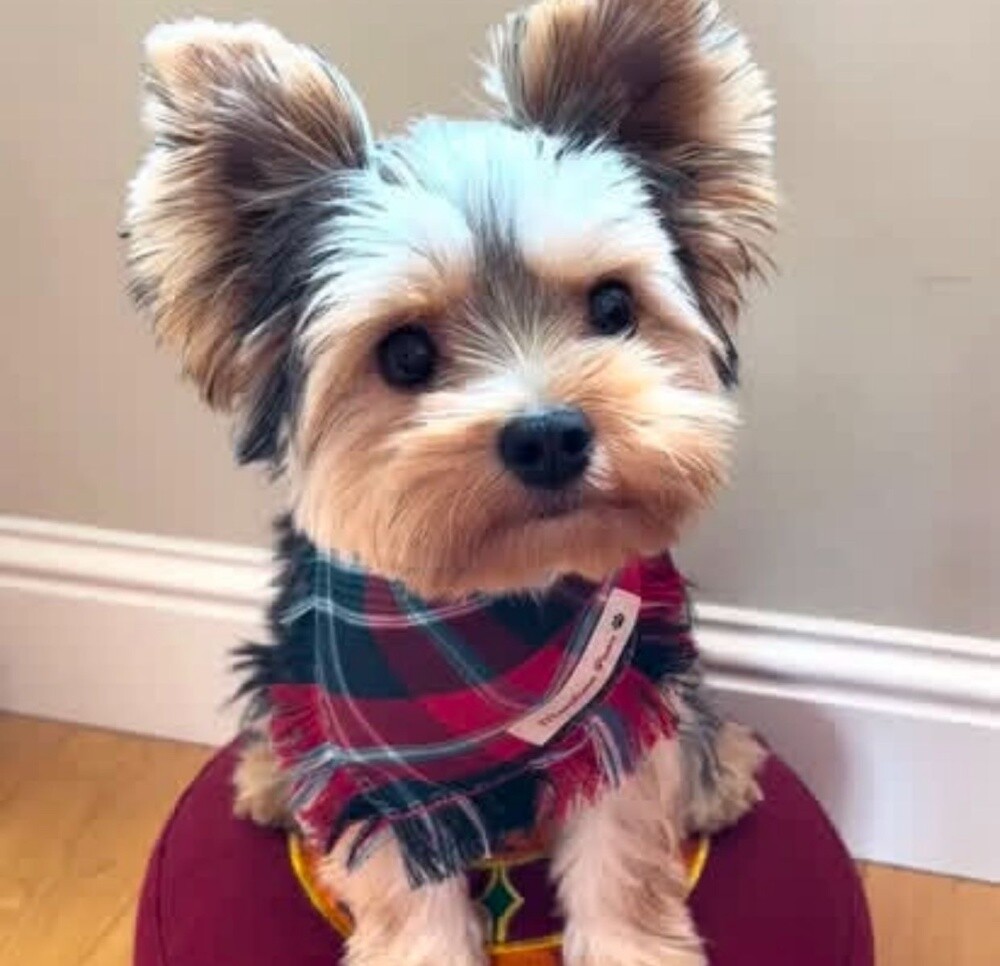 Yorkshire Puppy - 3