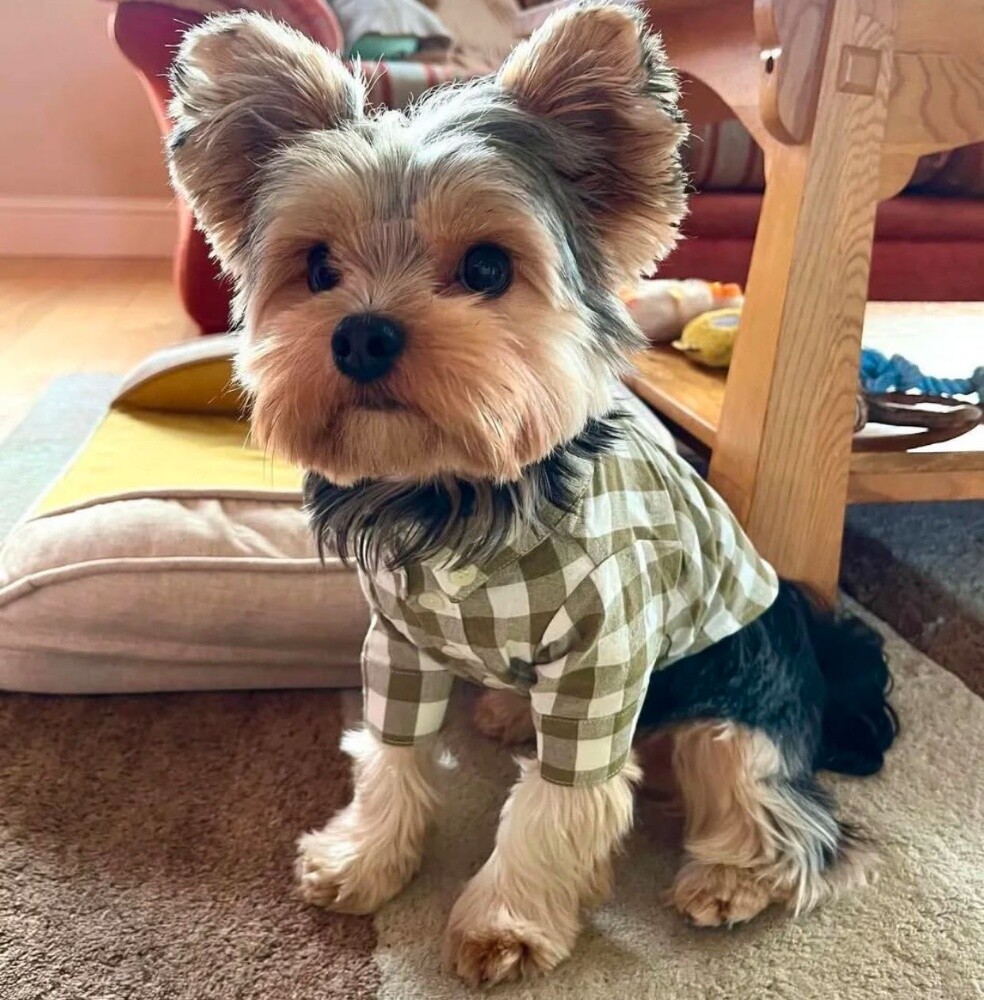 Yorkshire Puppy - 1