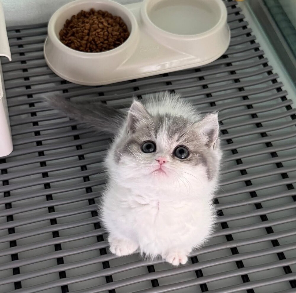 Munchkin Kitten - 1