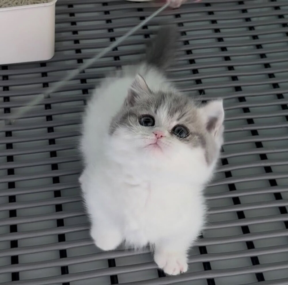 Munchkin Kitten - 2